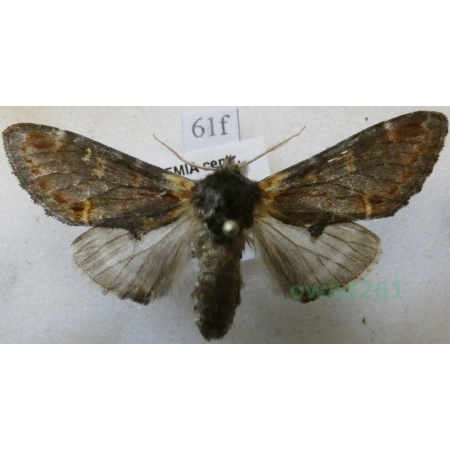 Notodonta dromedarius (Linnaeus, 1767) male Garbatka dromaderka Czech61f